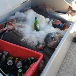 gambler charter fishing, snapper, game fishing